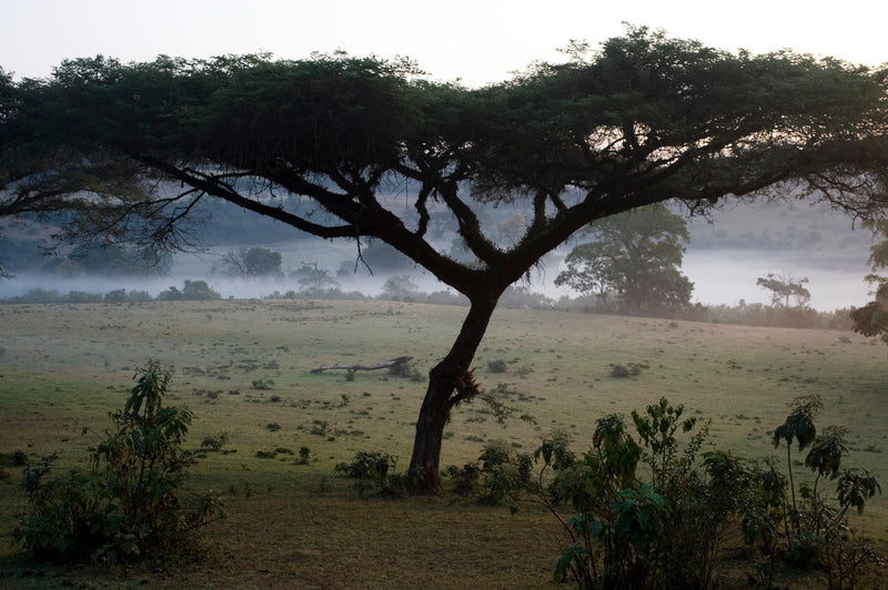 ETHIOPIA - Organic Natural 🇪🇹