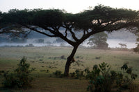 ETHIOPIA - Organic Natural 🇪🇹