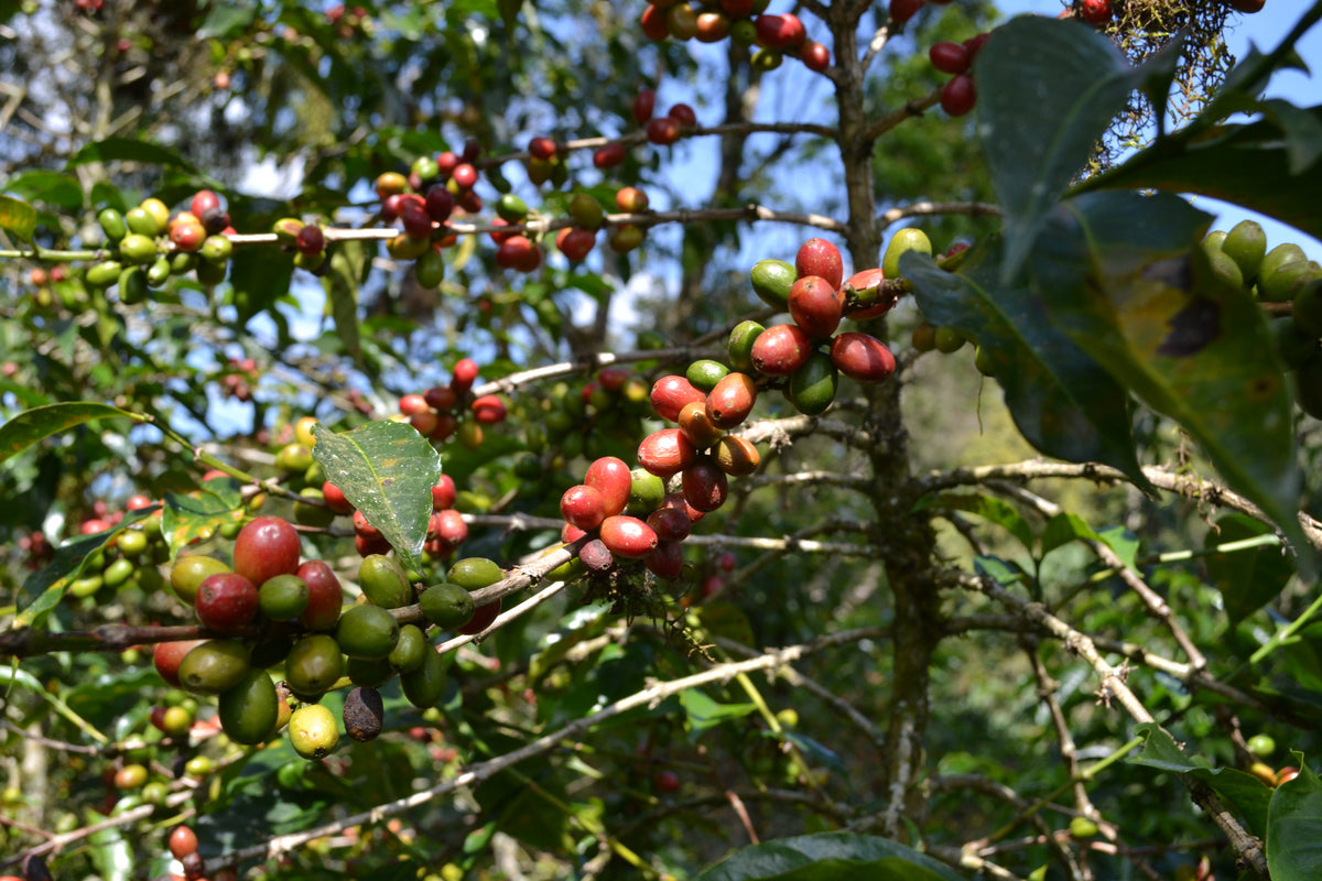 ETHIOPIA - Organic Natural 🇪🇹