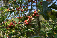 ETHIOPIA - Organic Natural 🇪🇹