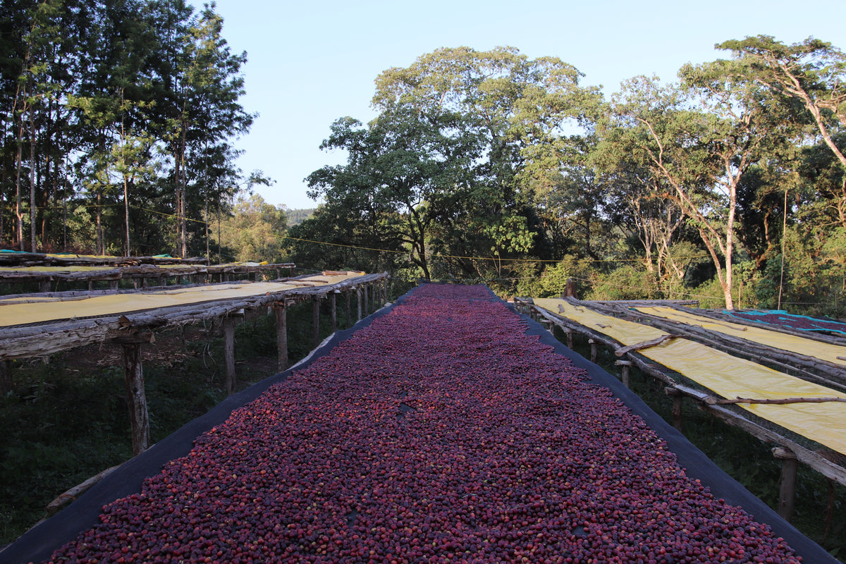 ETHIOPIA - Organic Natural 🇪🇹