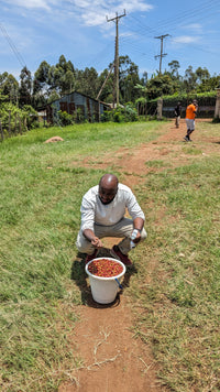 KENYA - Washed Rongo 🇰🇪