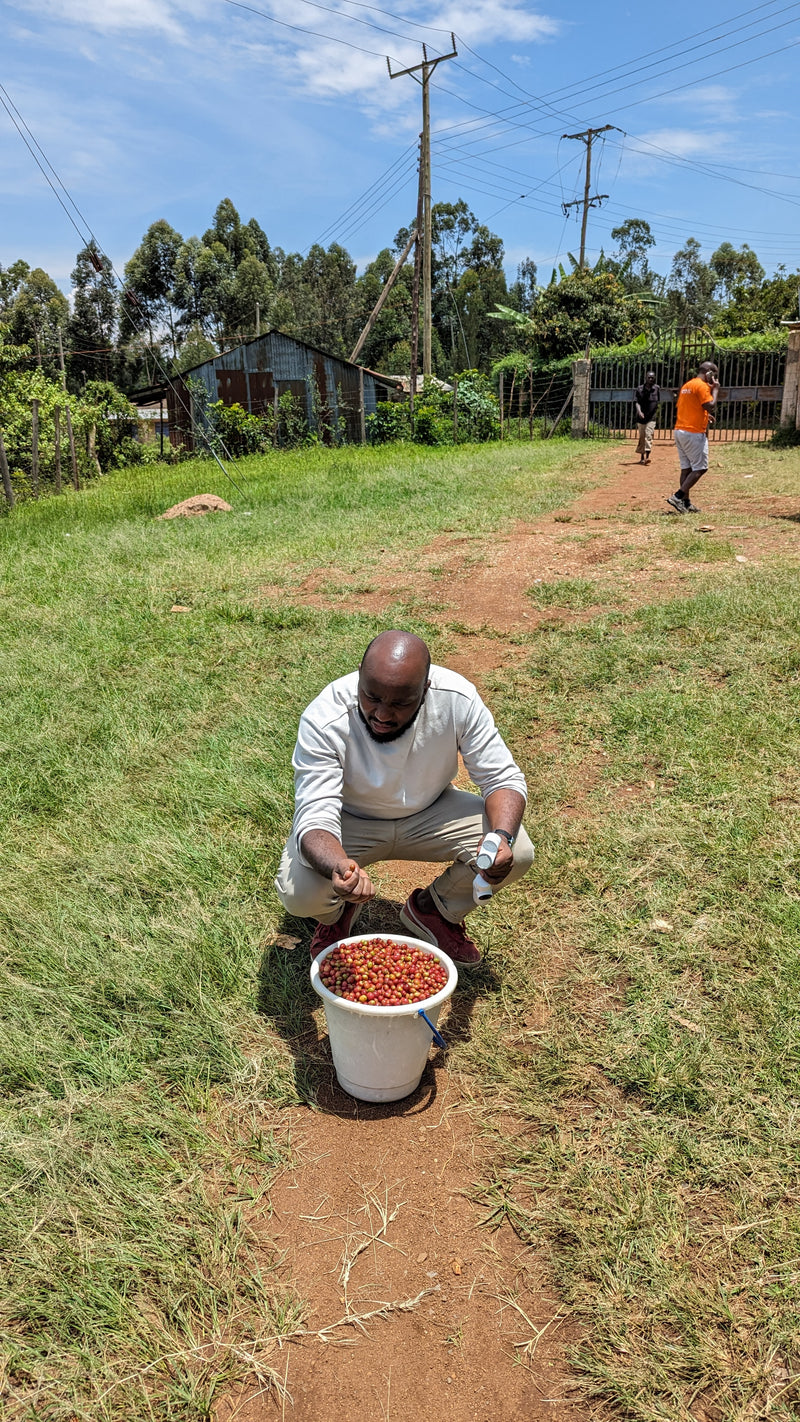 KENYA - Washed Rongo 🇰🇪