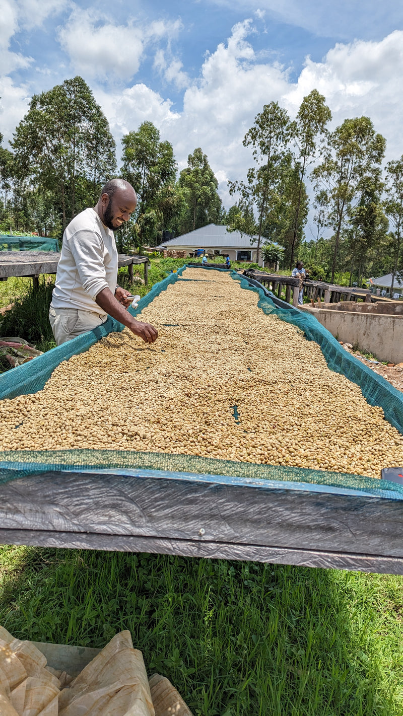 KENYA - Washed Rongo 🇰🇪