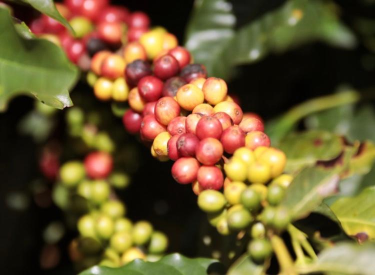 Brazil Natural coffee – Back Yard Coffee